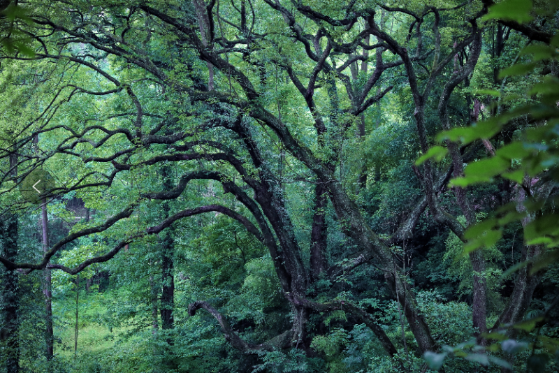 1663573358446196.png 20220919 古树名木01.png