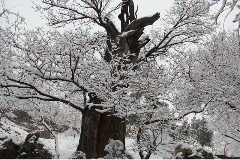 1663573378135980.png 20220919 古树名木02.png